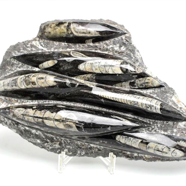 オルソセラス（直角貝/Orthoceras）化石プレート｜モロッコ産