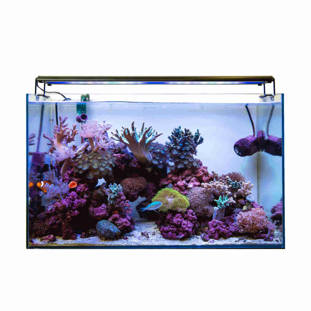 GrassyWing2 30 Marine - ボルクスジャパン ダイレクト