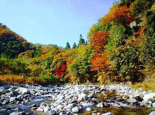 初秋の天竜川 天龍村 ： 秋の紅葉