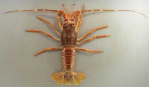 アフリカミナミイセエビ (ロックロブスター) | 市場魚貝類図鑑