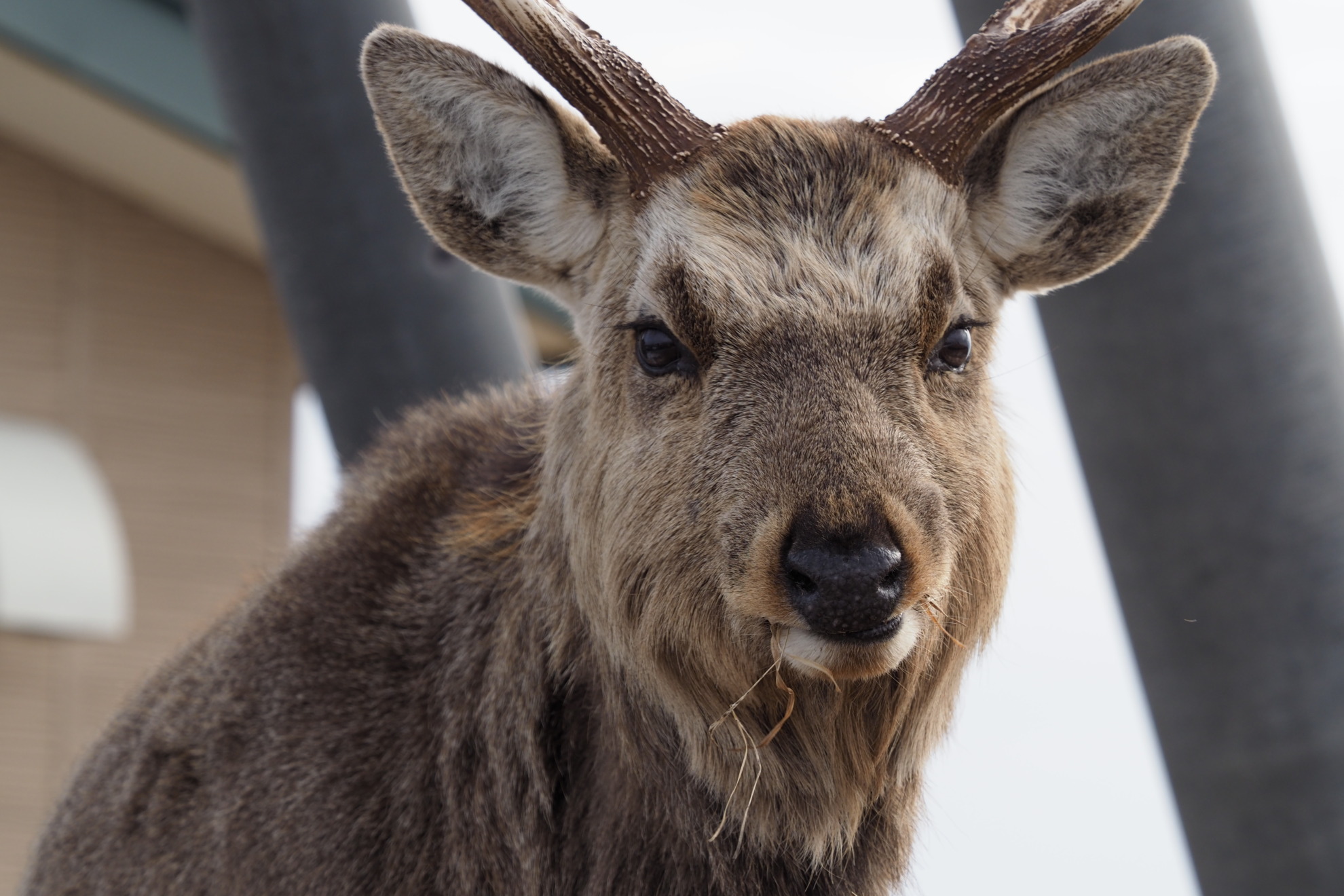 死んでも絡んだ角が離れない エゾシカ【衝撃写真】