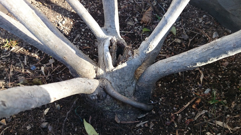 ハウチワカエデ 本株立ち 山取り 販売 価格 | 有限会社 山田植木