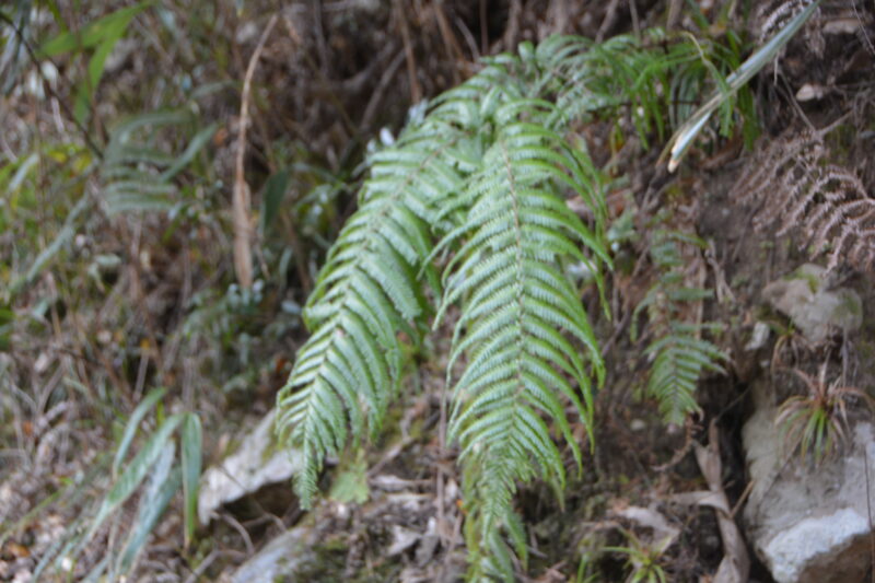 正月飾りに使われるウラジロ（裏白）、近縁種のコシダとの違い