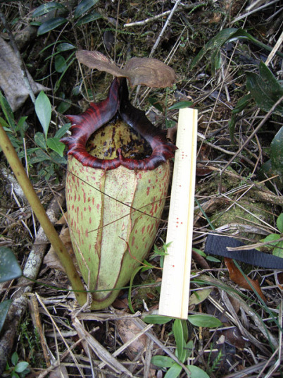 有名な食虫植物栽培家：おたく氏 - Y's Exotics(山田食虫植物農園)
