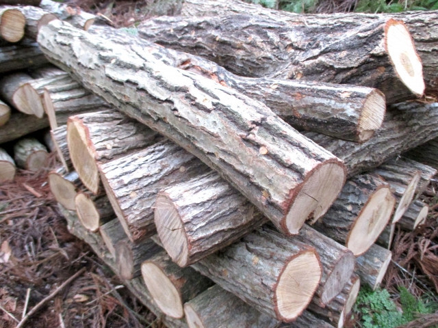 しいたけホダ木 チューリップ4種 しいたけホダ木 チューリップ4種 原木