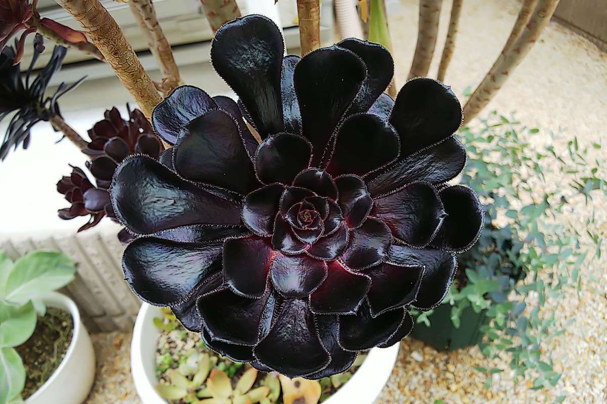 アエオニウム・黒法師の育て方 – ゆるぷ