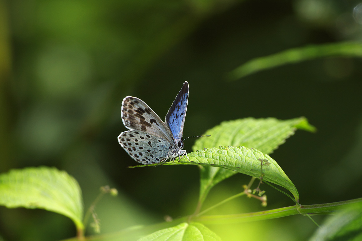 青森の蝶たち::オオゴマシジミ