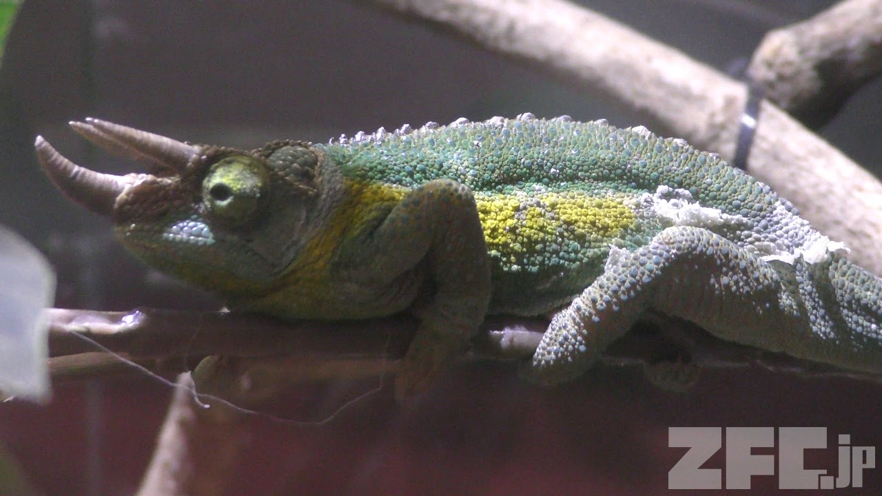 ハープタイル レプリカシリーズ ジャクソンカメレオン 楽天市場