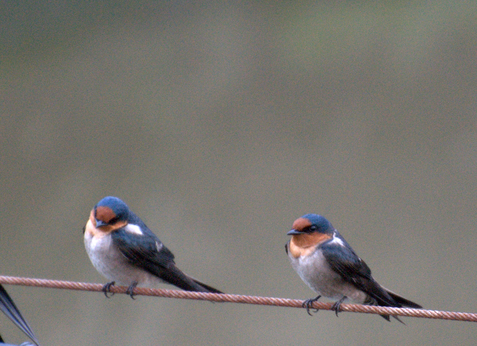 リュウキュウツバメ - 日本の野鳥識別図鑑
