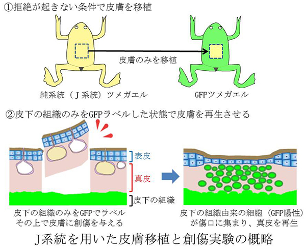傷あとを残さない皮膚再生 – カエルで明らかになった皮膚再生を可能に