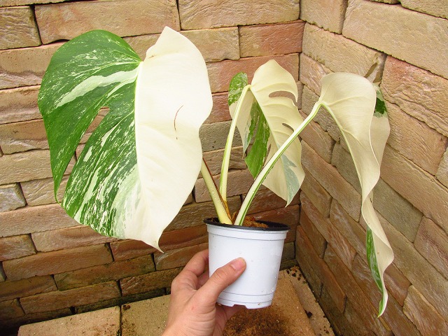 モンステラ デリシオーサ スーパーホワイト本物(Monstera deliciosa