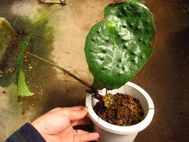 ベゴニア フェロックス(Begonia ferox) | 希少植物の販売 アグラオネマ