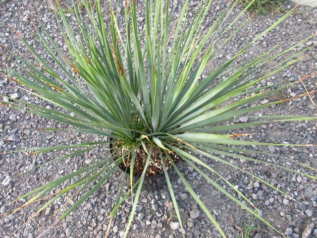 ユッカ ロストラータ ダブルヘッドの極美個体(Yucca rostrata Double