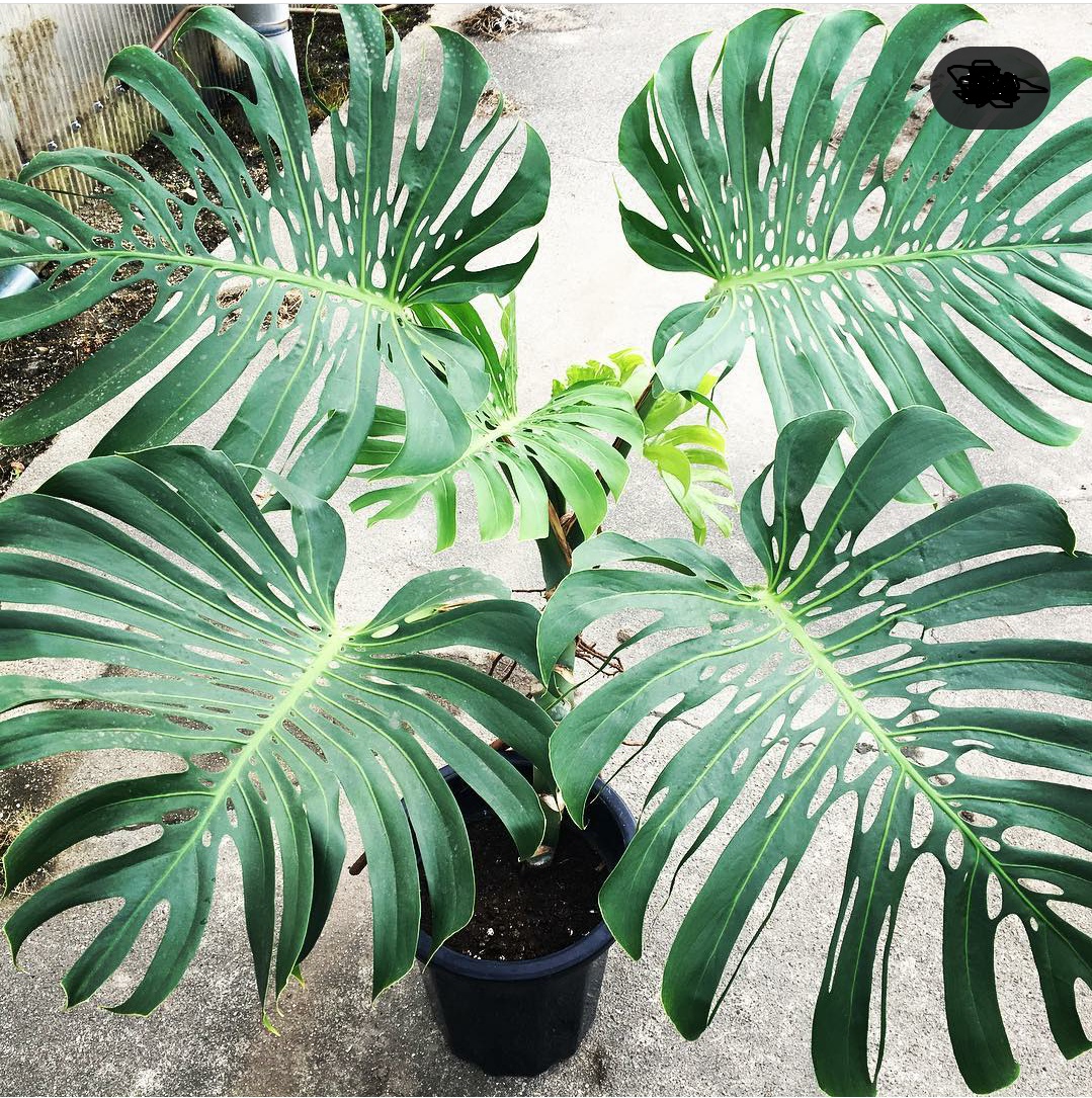 モンステラ デリシオーサ 特選極穴 究極の美(Monstera deliciosa var
