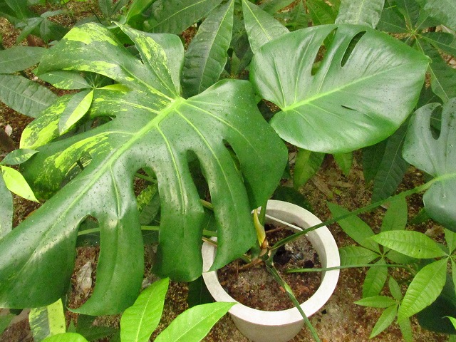 モンステラ デリシオーサ ミント系大株 実生 (Monstera deliciosa Mint