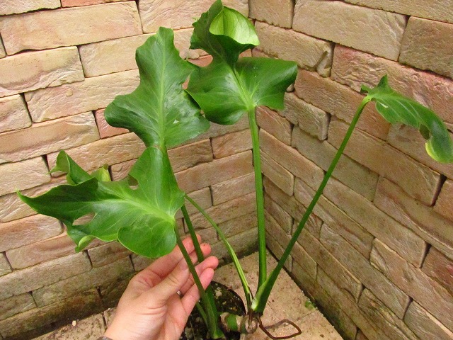 モンステラ デリシオーサ(Monstera deliciosa Sport Unniiae Form