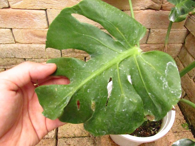 モンステラ デリシオーサ ゾンビ(Monstera deliciosa 