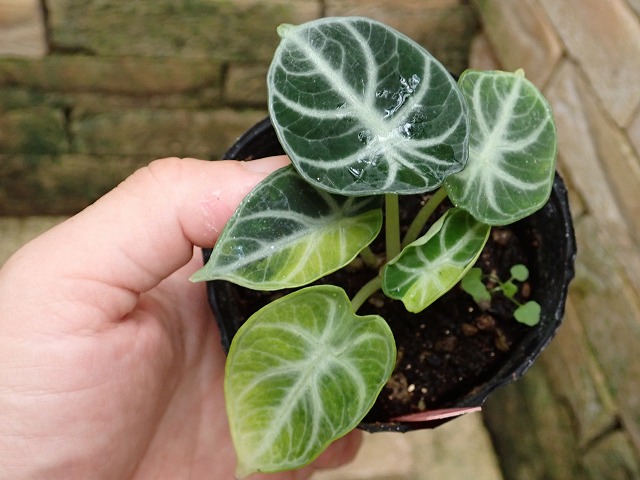 アロカシア ニンジャ 黄斑入り | 希少植物の販売 アグラオネマ専門販売