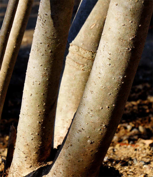 山採り自然樹形アオハダ販売 秋元園芸