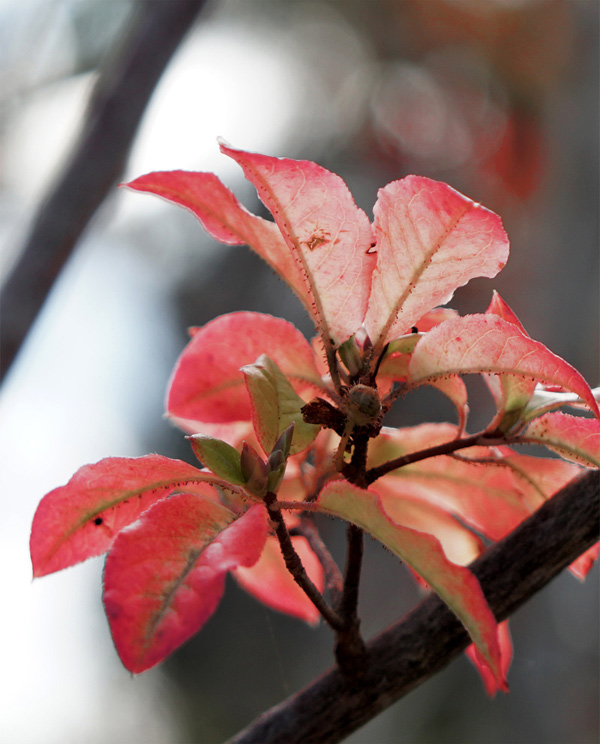 山採り自然樹形バイカツツジ販売 秋元園芸