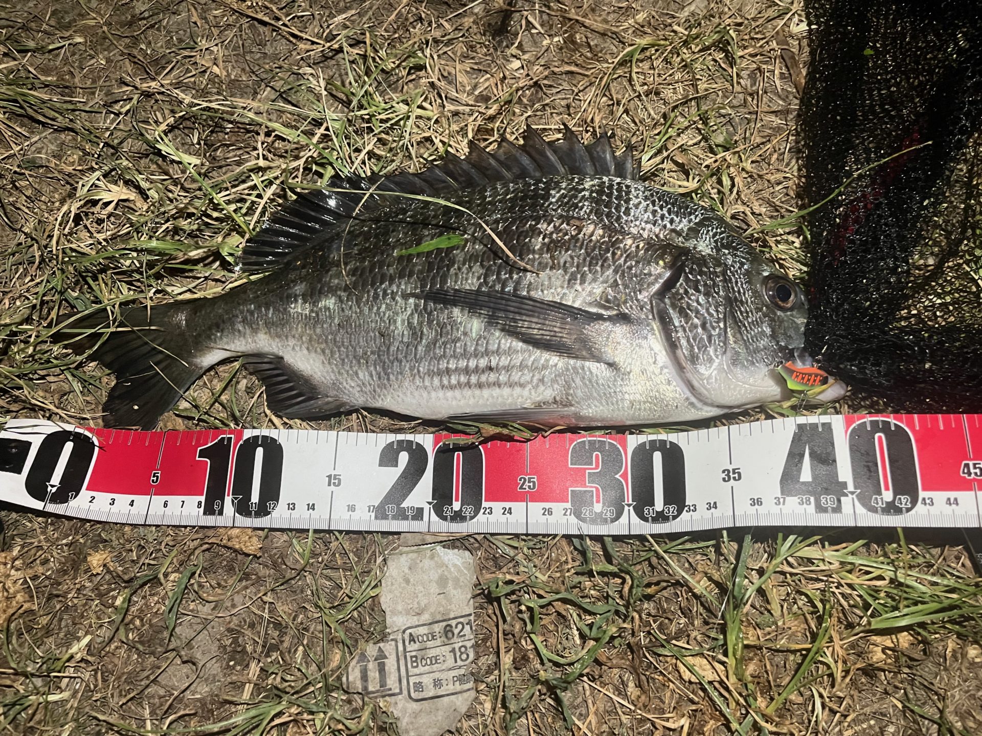 ライトチニングとアジングに | madaoもアジング