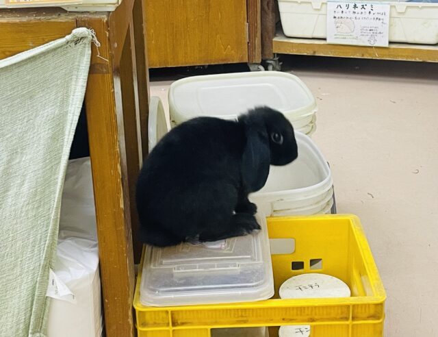 最新画像になりますよ🌟真っ黒の垂れ耳ちゃん！！ロップイヤーラビット