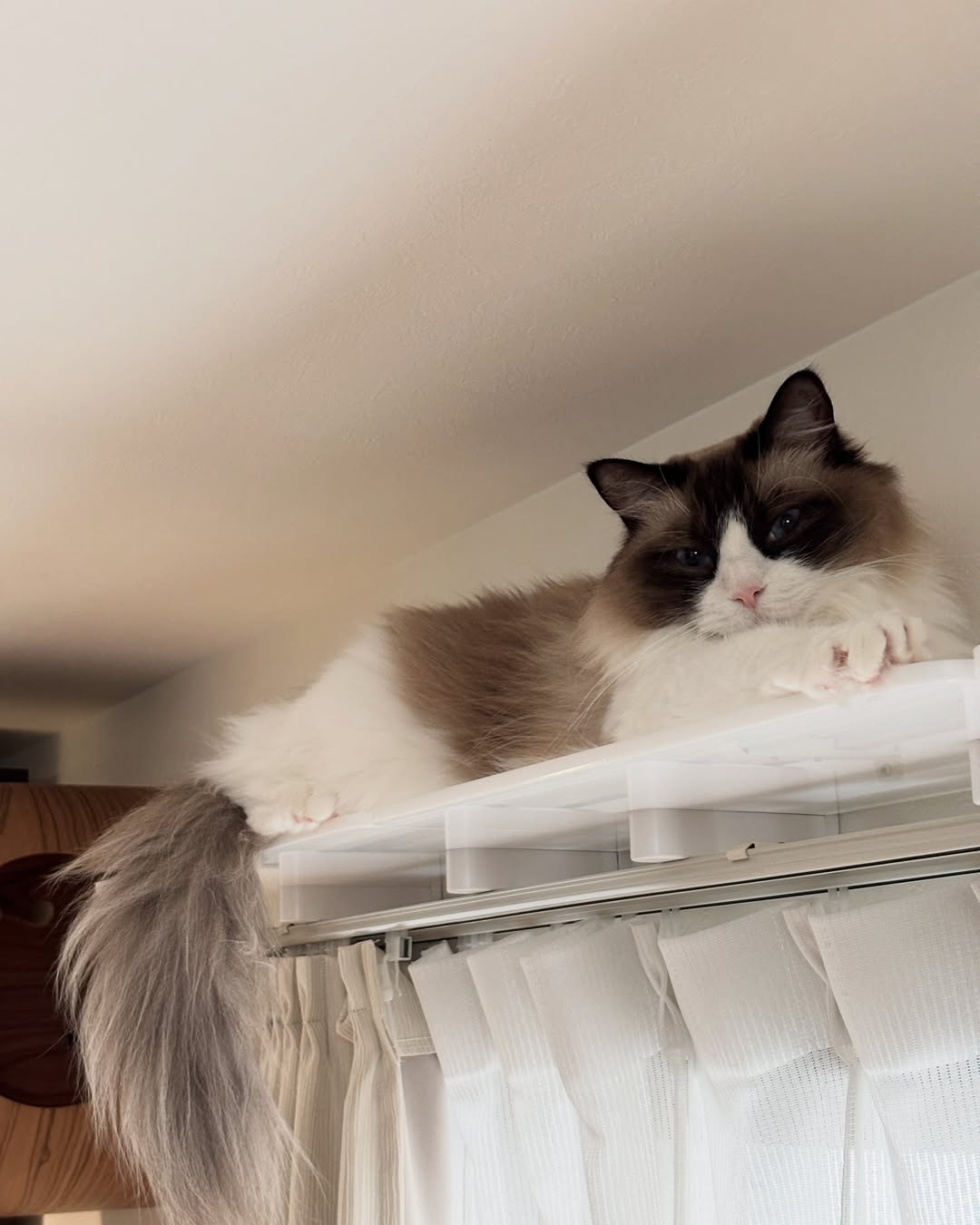 ロングステップ 600mm | キャットウォーク | 日本製猫用品、グッズの