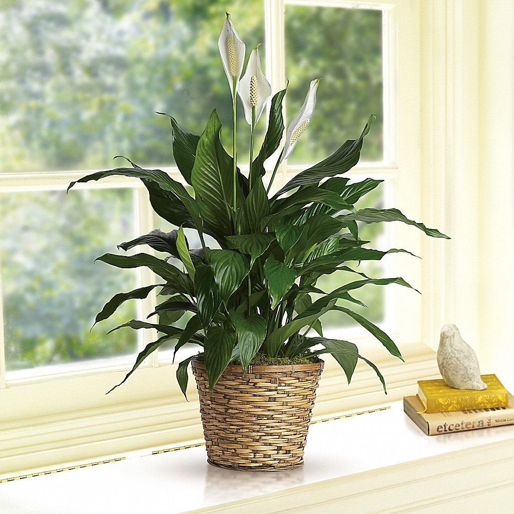 Simply Elegant Spathiphyllum (Peace Lily) - Medium in Milwaukee WI