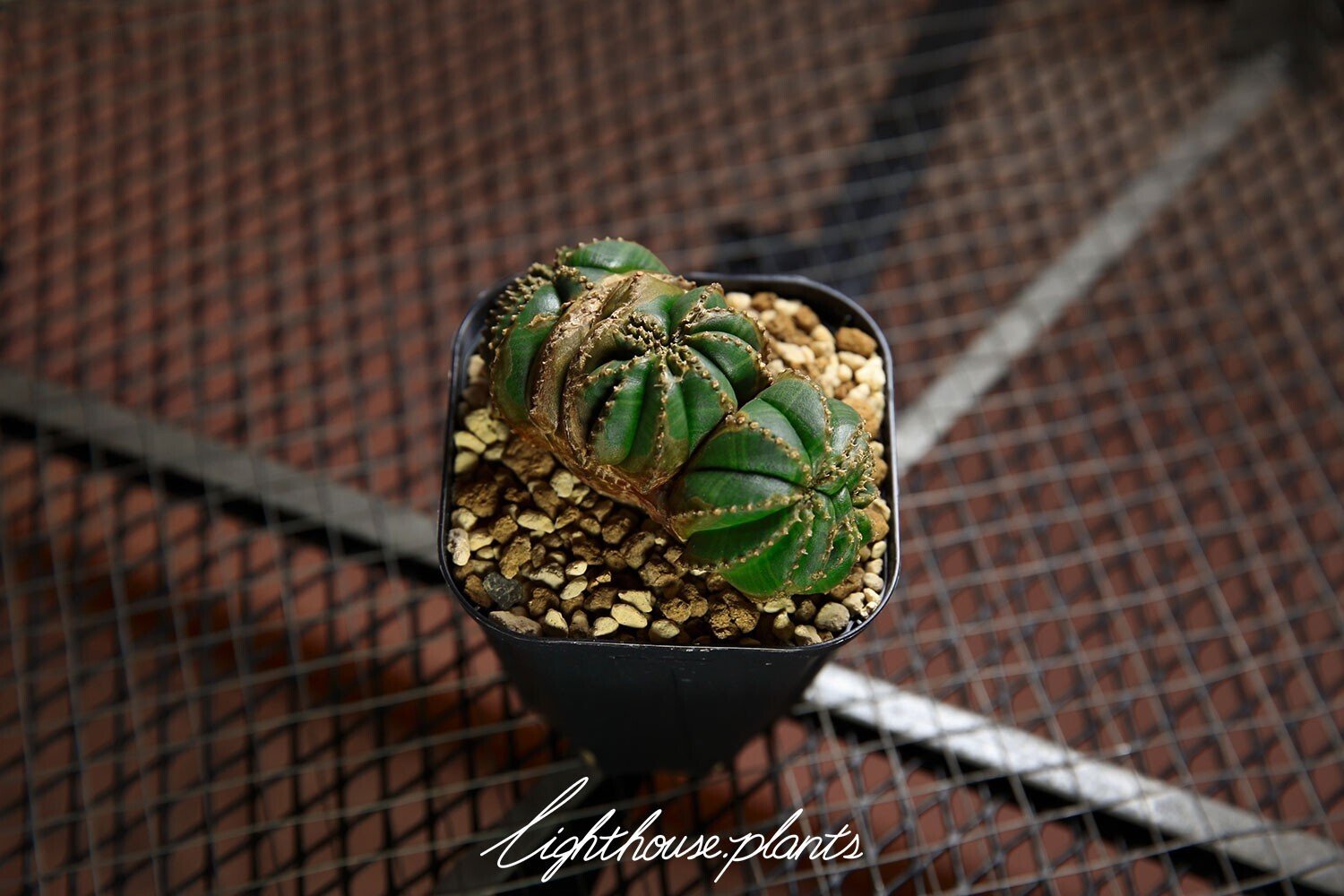 DNA、交雑がもたらす効能。扇綴化ならぬ「扇石化」ってどんな