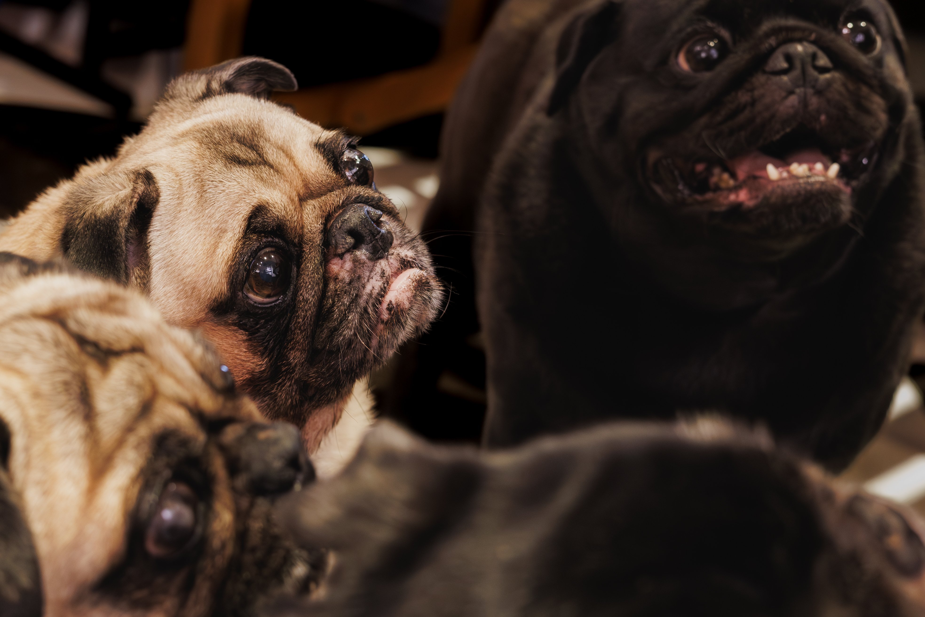 パグわんちゃん達と遊べる『What The Pug』 | 瞳うるうるの癒しの写真