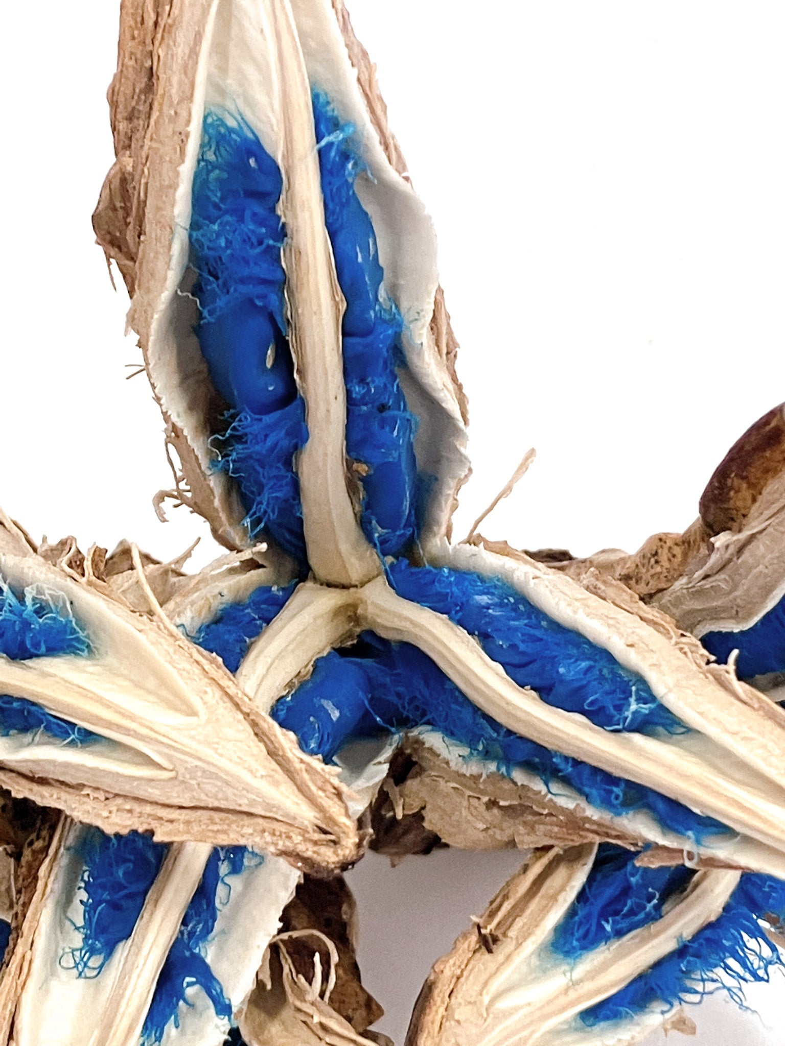 タビビトノキの種 – アぺロ・ヒュ―レ