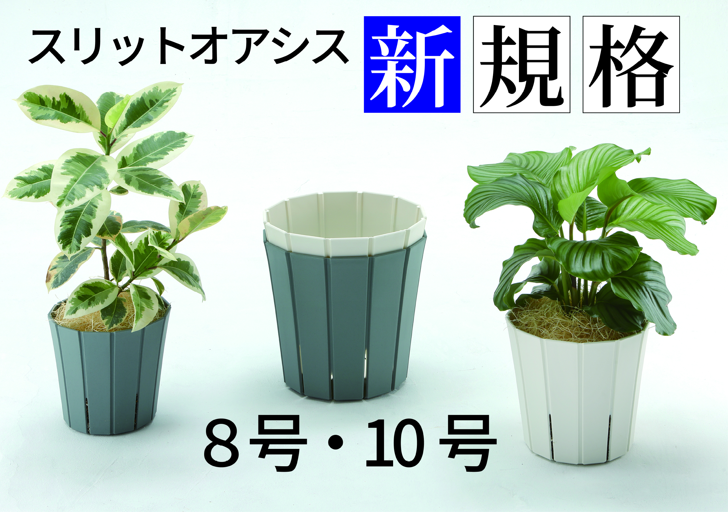 スリットオアシス | 新製品情報 | アップルウェアー株式会社