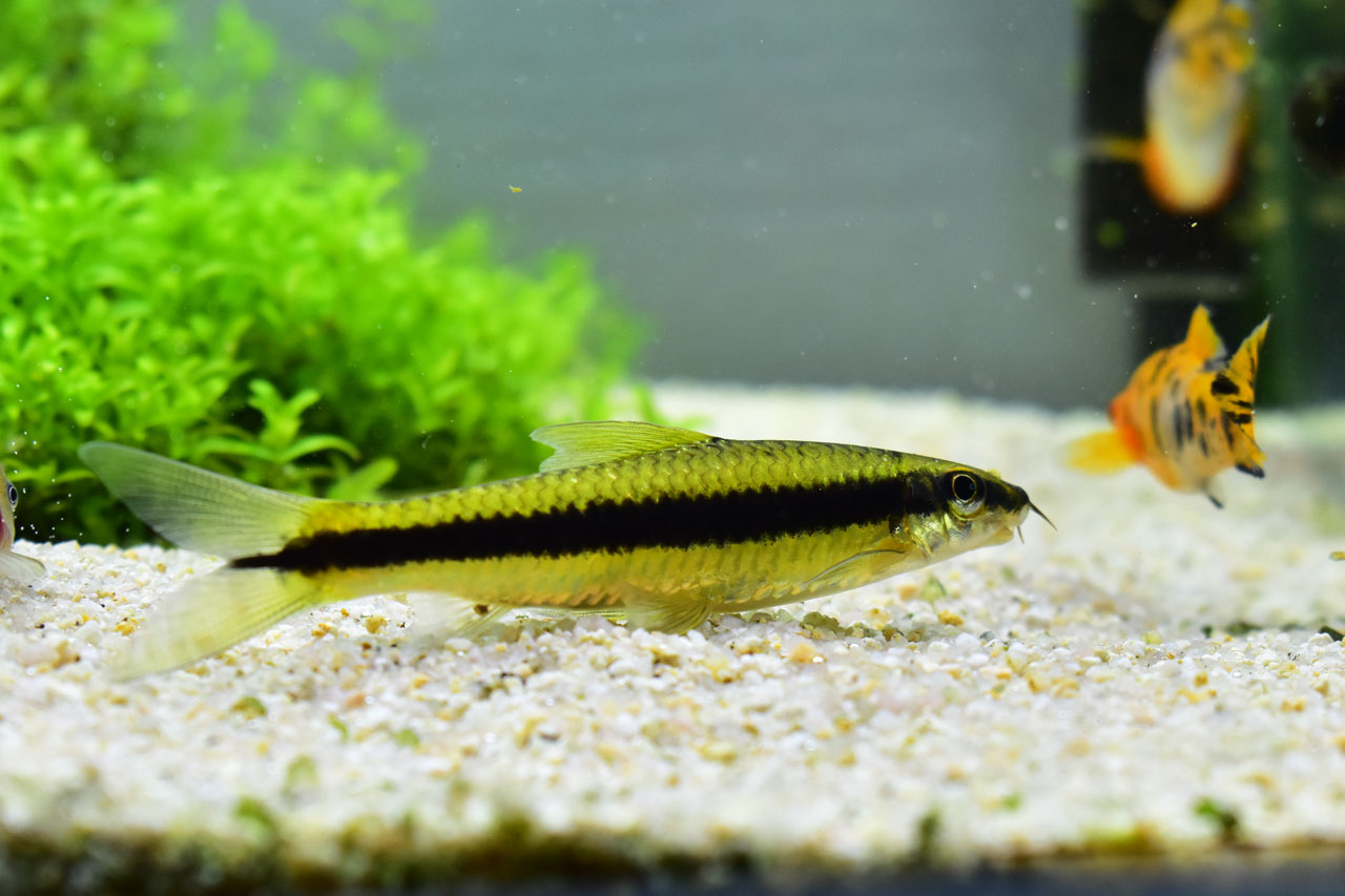 シルバーフライングフォックスの特徴・飼育情報。最適な黒ひげ・糸ゴケ