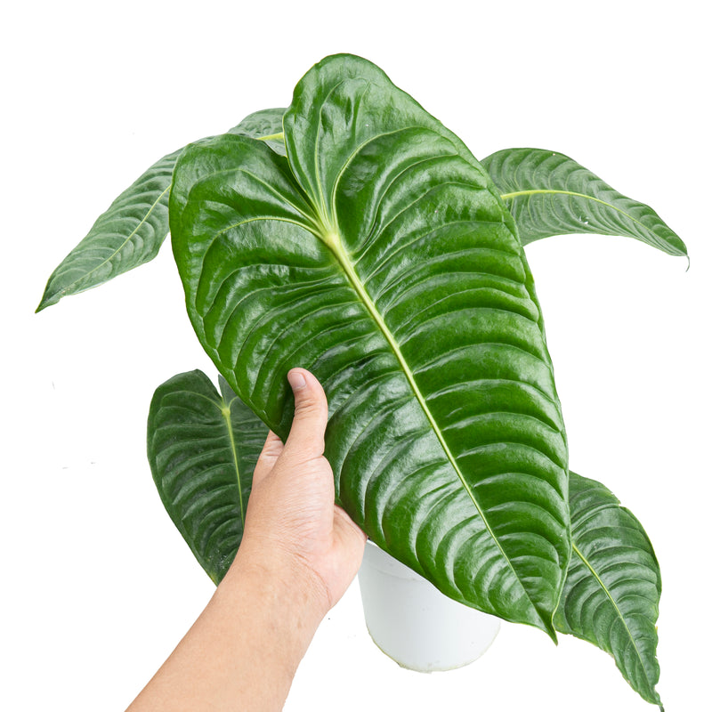 Anthurium king veitchii - Extra mature size – Aroid Market