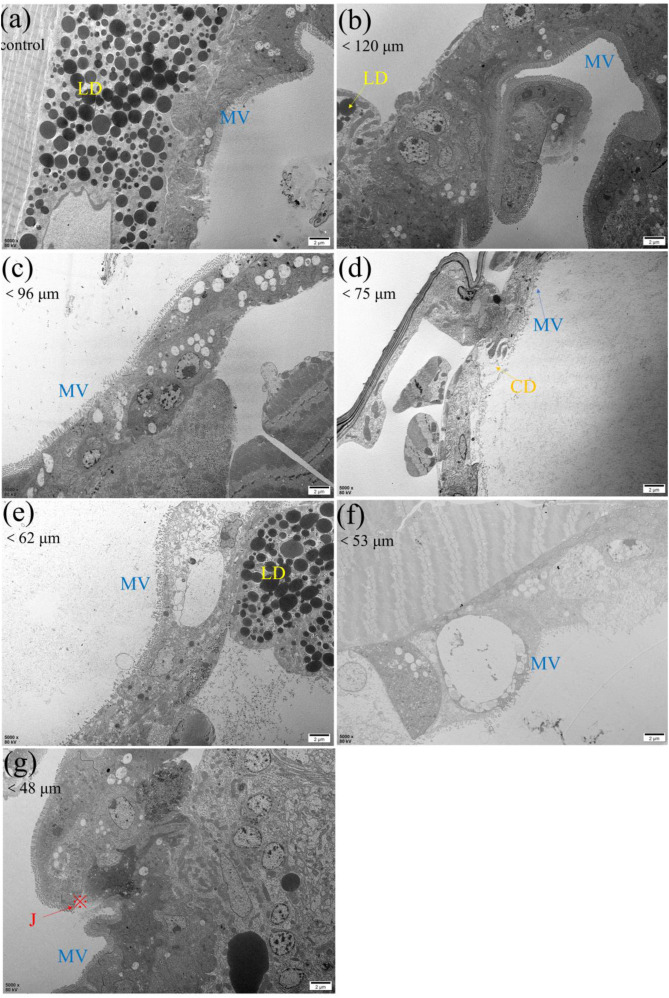 Combined toxicity of pristine or artificially aged tire wear