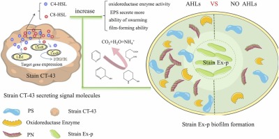 Synergistic quorum sensing by C4-HSL and C8-HSL boosts biofilm