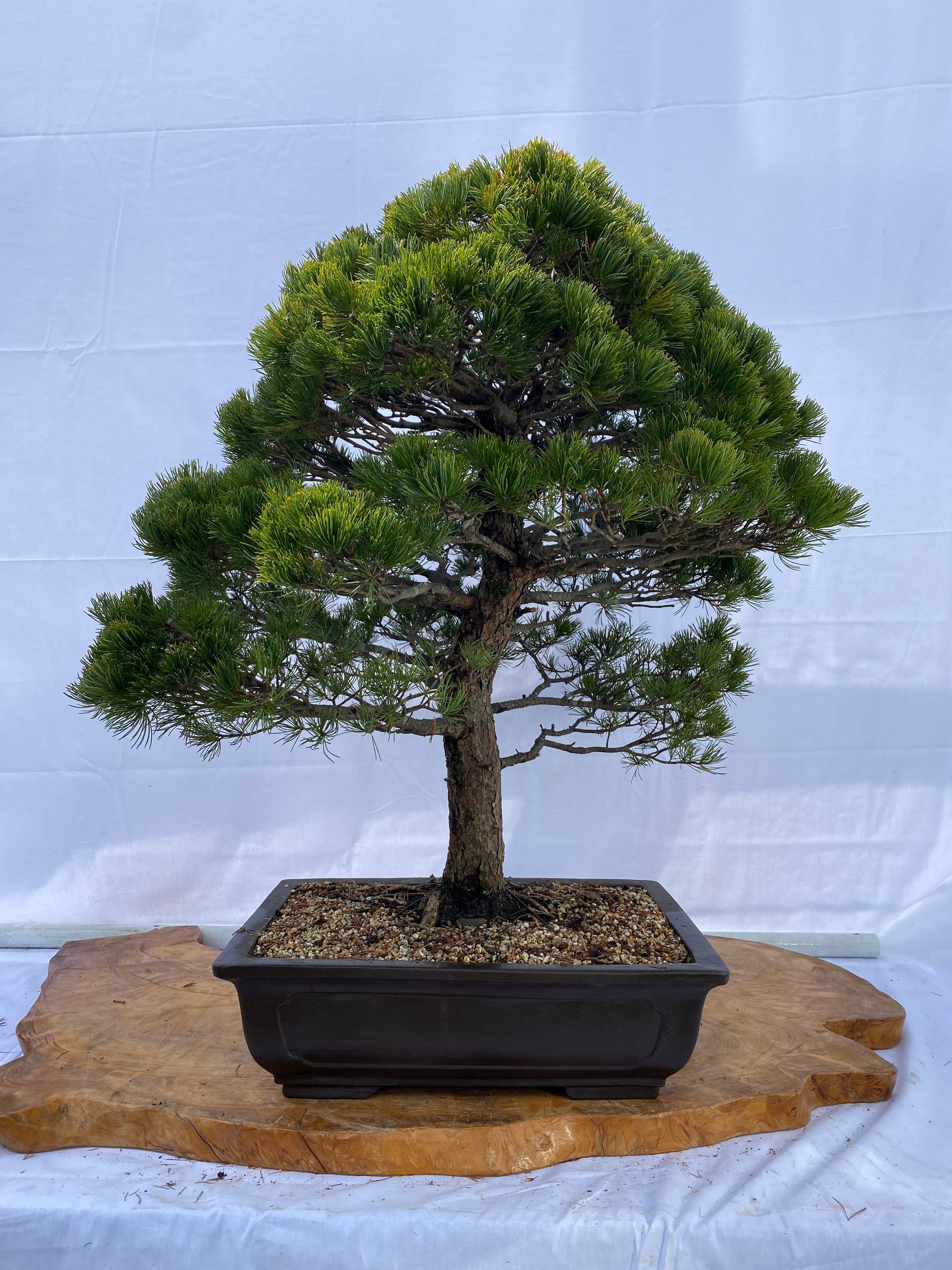 赤石五葉松A023 ※国内配送のみ（日本）