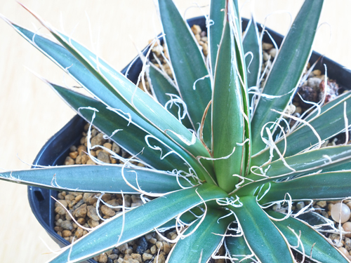 アガベ（リュウゼツラン）の育て方｜美しいロゼットを保つ管理のコツ