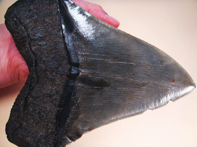 化石ギャラリー｜メガロドンの歯