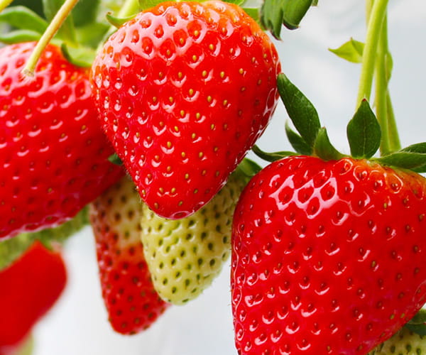 Strawberry picking│Strawberry Farm Berry Berry Berry【Kazo City