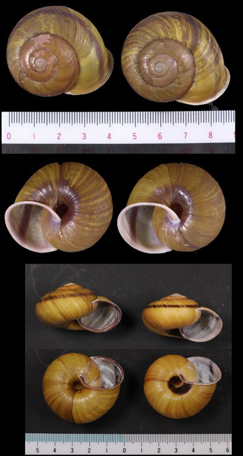 貝標本 ミカワマイマイ 濃茶色の甲高個体 レア物 【公式通販】