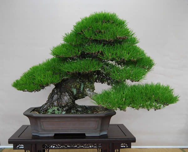 樹形（2）模様木と文人木 異なる風情で人気二分 | 盆栽 | 四国新聞社