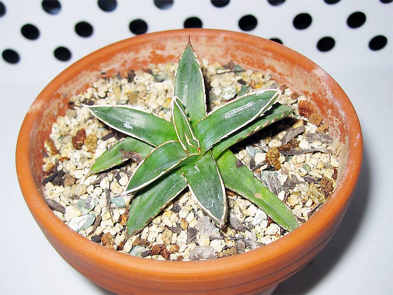 アガベ 姫笹の雪 白外斑入 子株1個付き アガベ 姫笹の雪 白外斑入 子株