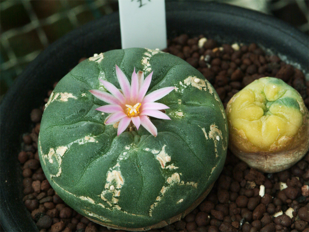 銀冠玉開花！ | Cometのサボテン栽培日記