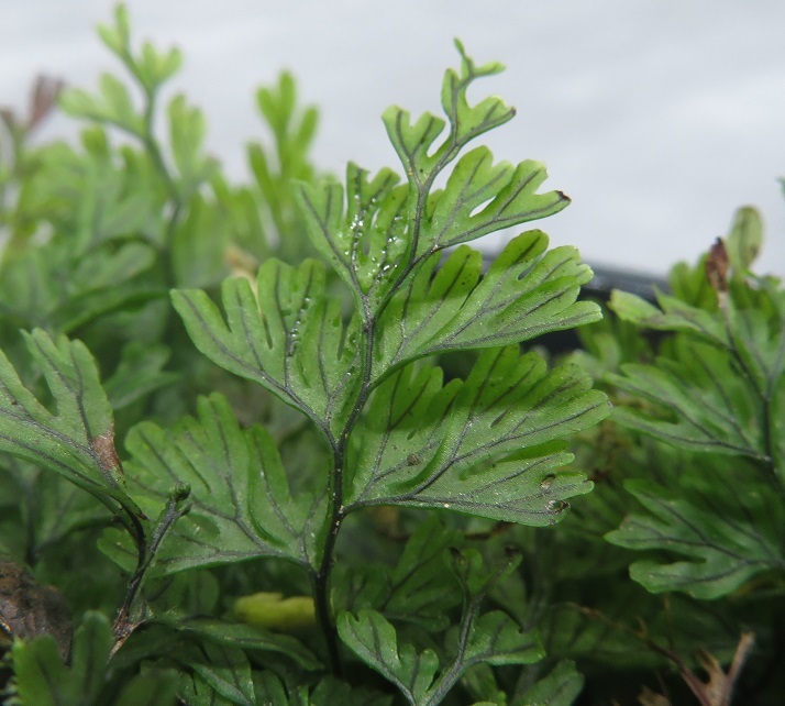 コケシノブ（Hymenophyllum wrightii） - シダ・コケシノブ・苔