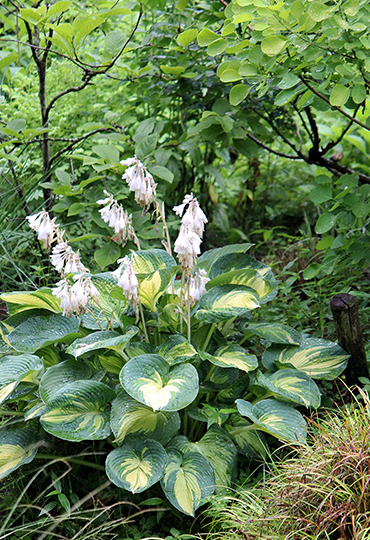 CoppiceGARDEN - シェードガーデンのおすすめ宿根草 Part1♪