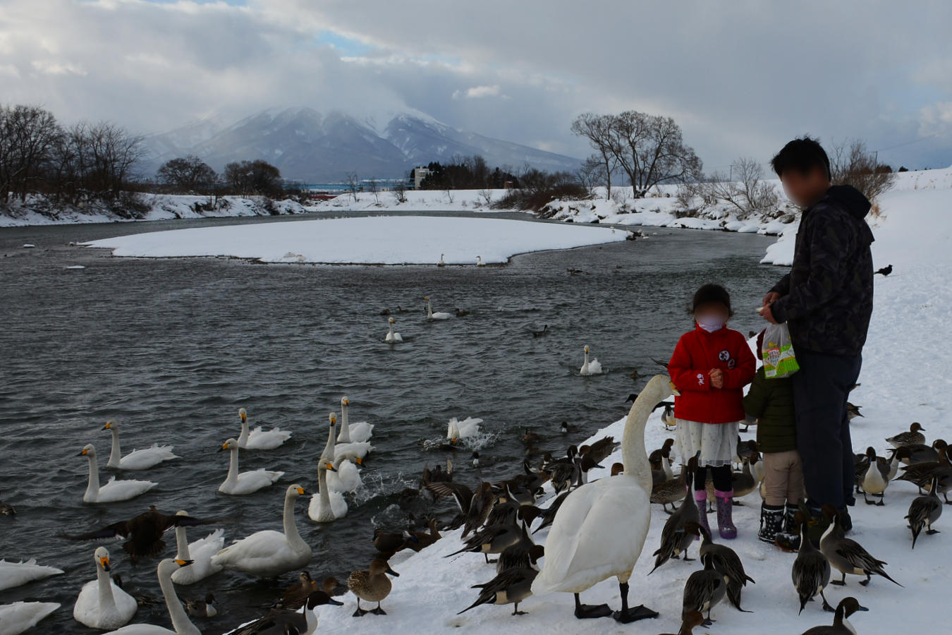 藤崎町白鳥ふれあい広場 2023 - 誰も紹介しない津軽