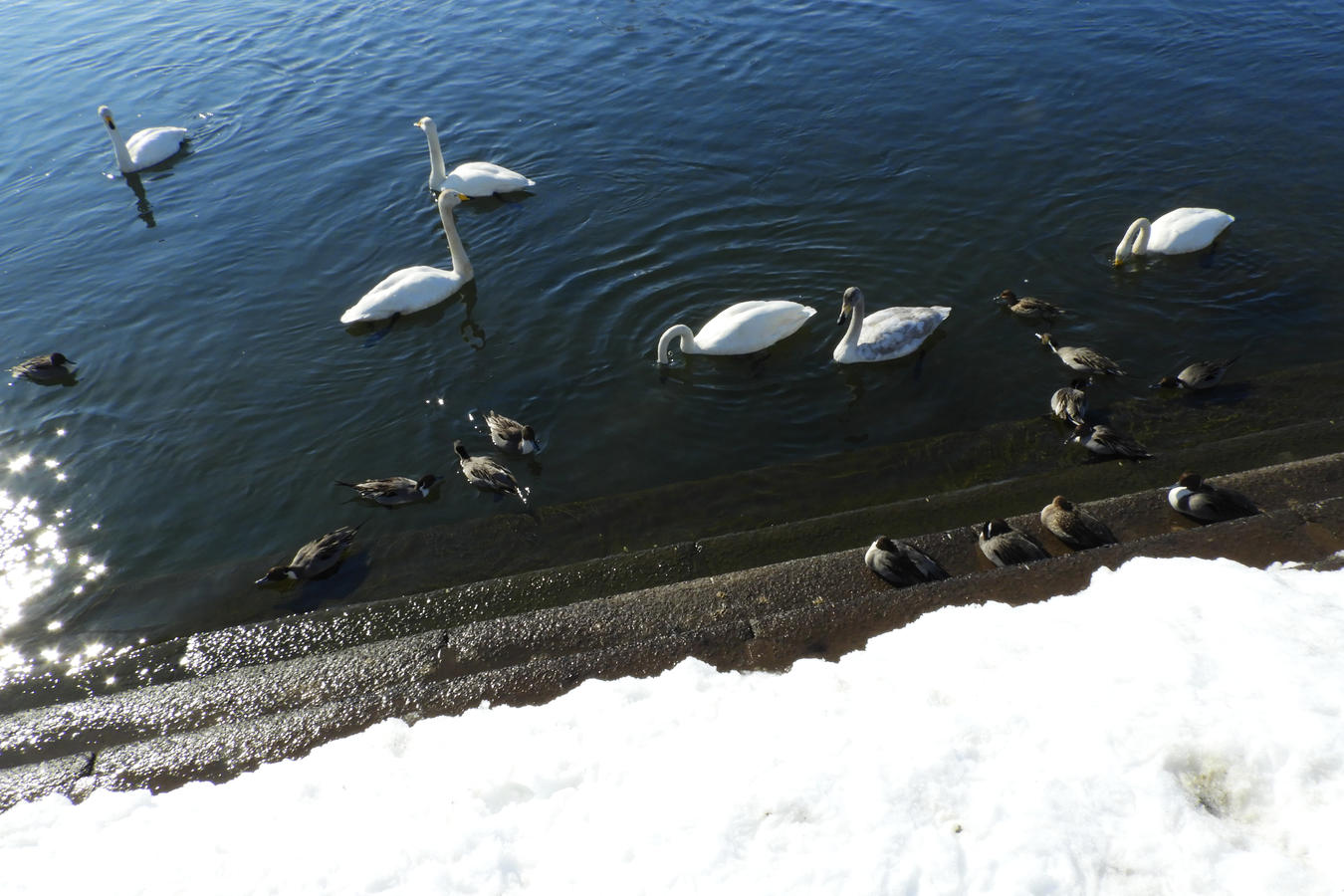 白鳥ふれあい広場 2025 - 誰も紹介しない津軽