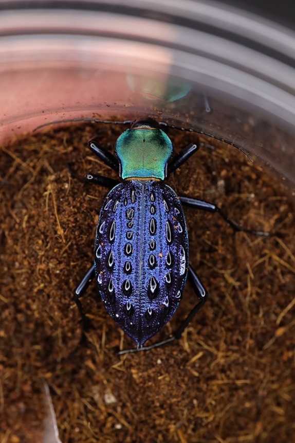 イボカブリモドキSSP重慶市産ブルー系亜種WF1飼育の記録-後編 | ホペイ