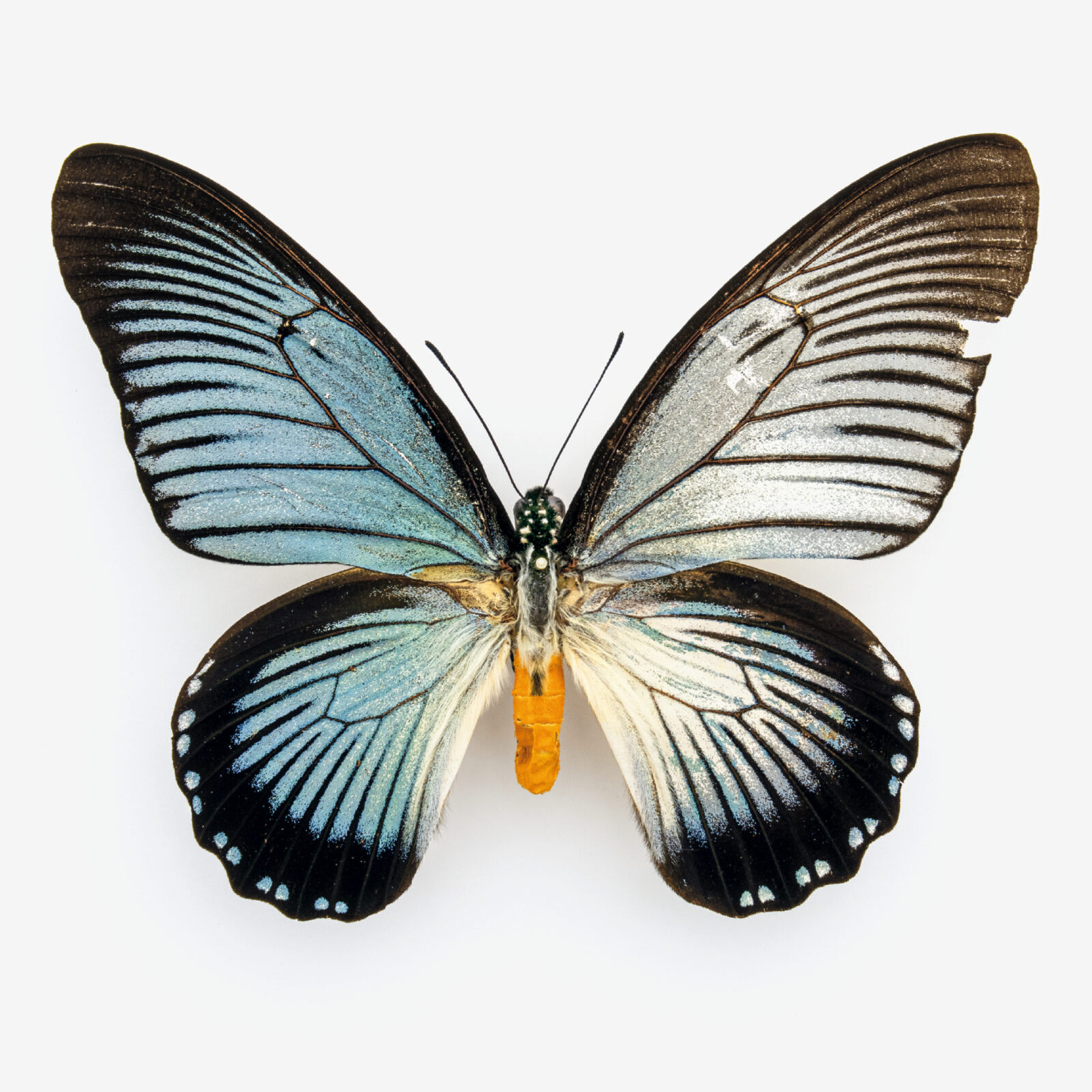 モードな虫図鑑。あなたの知らない、美麗モスの世界！蛾＆蝶5種類を